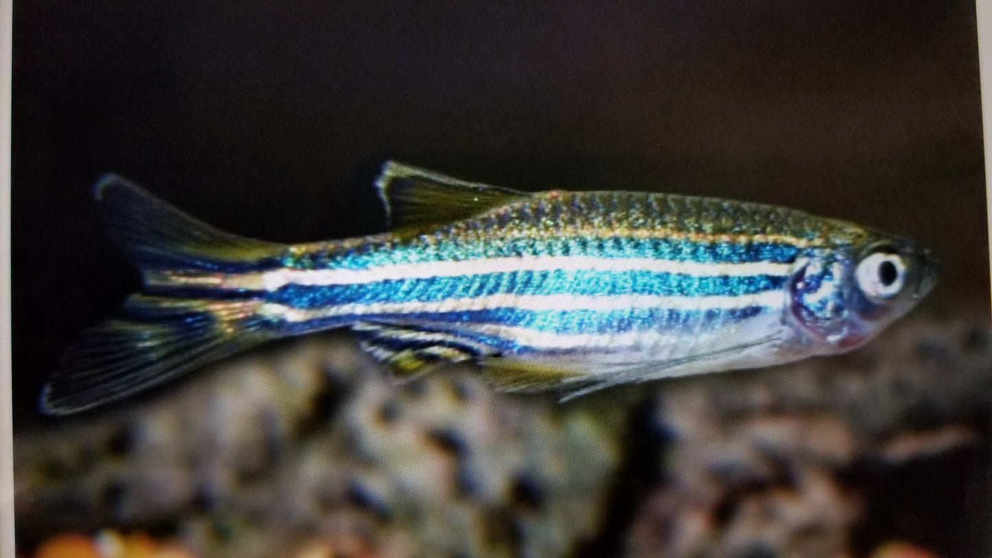 Long fin danio