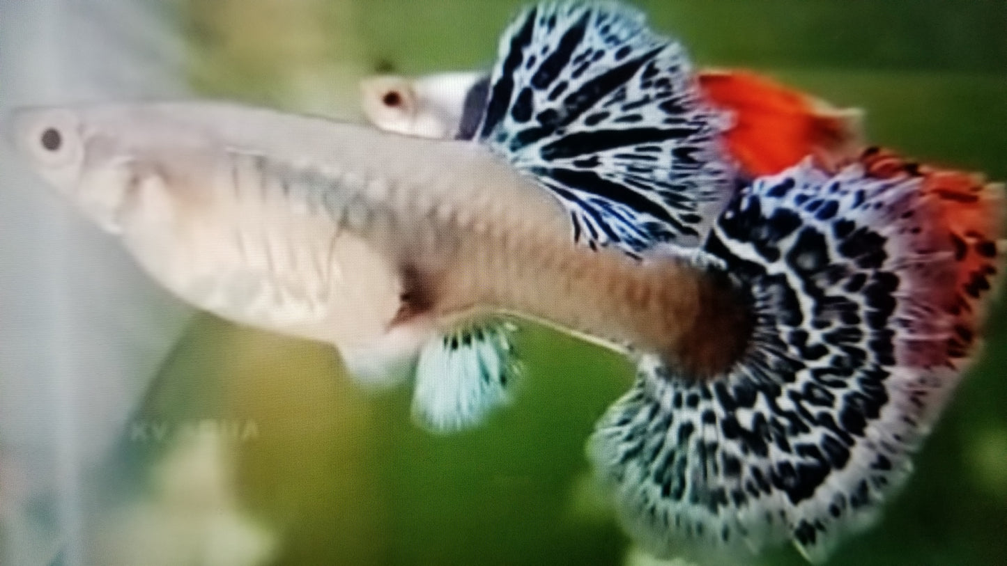 Mixed fancy guppy
