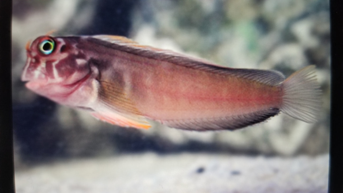 Blenny Red Lip