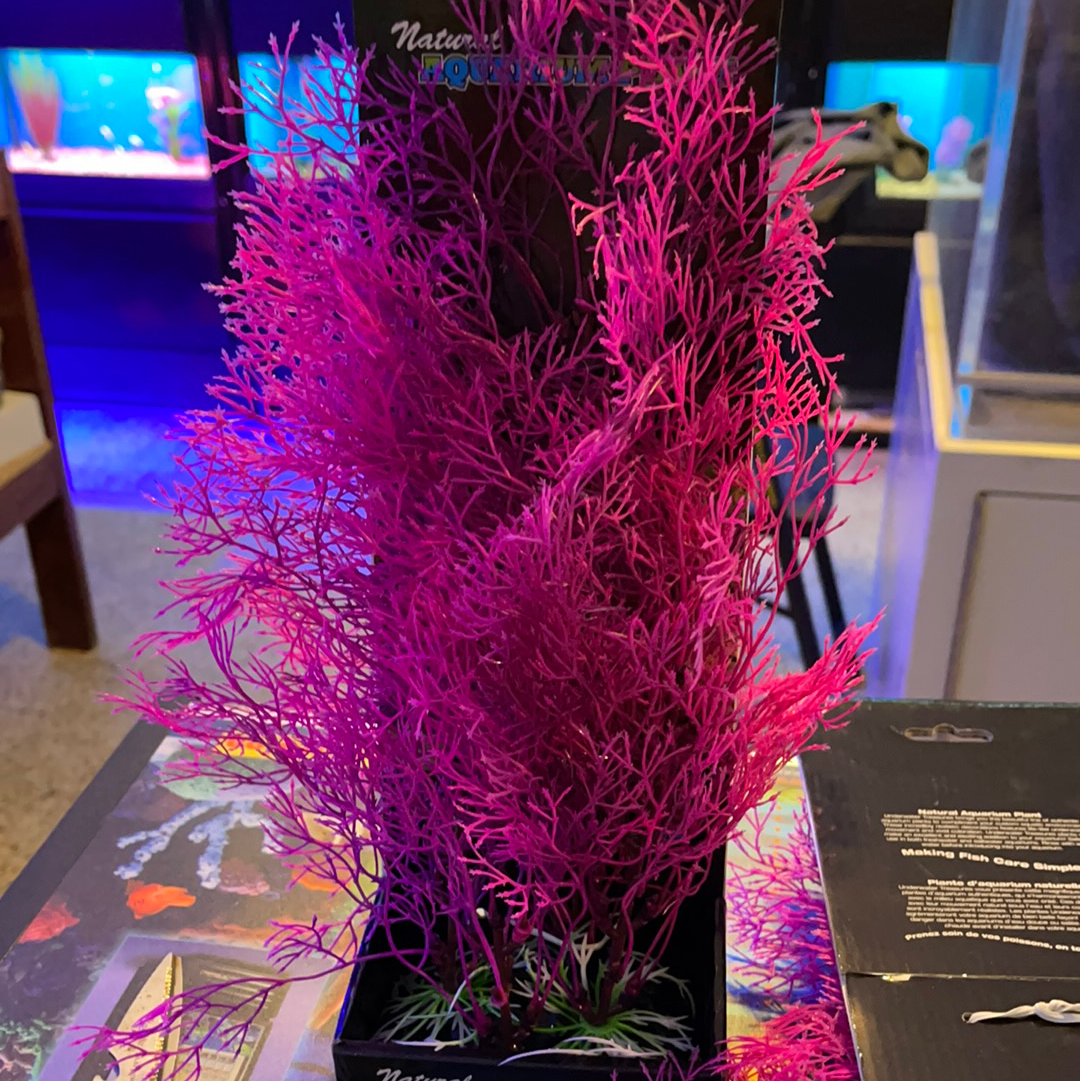Pink Fern -large