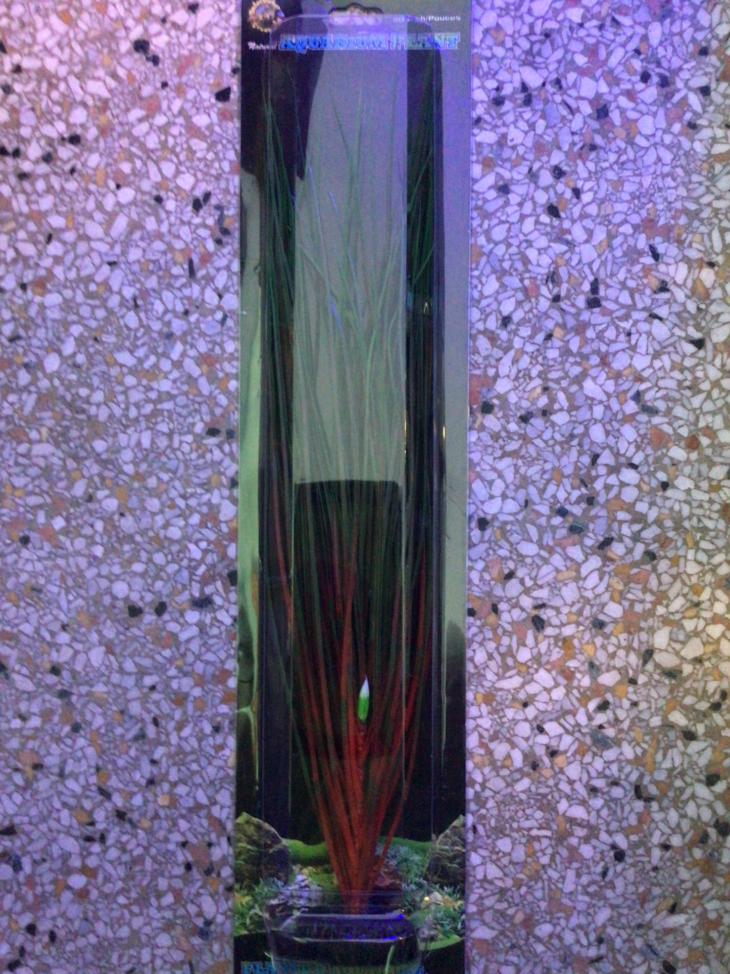 Red/green hairgrass 20”
