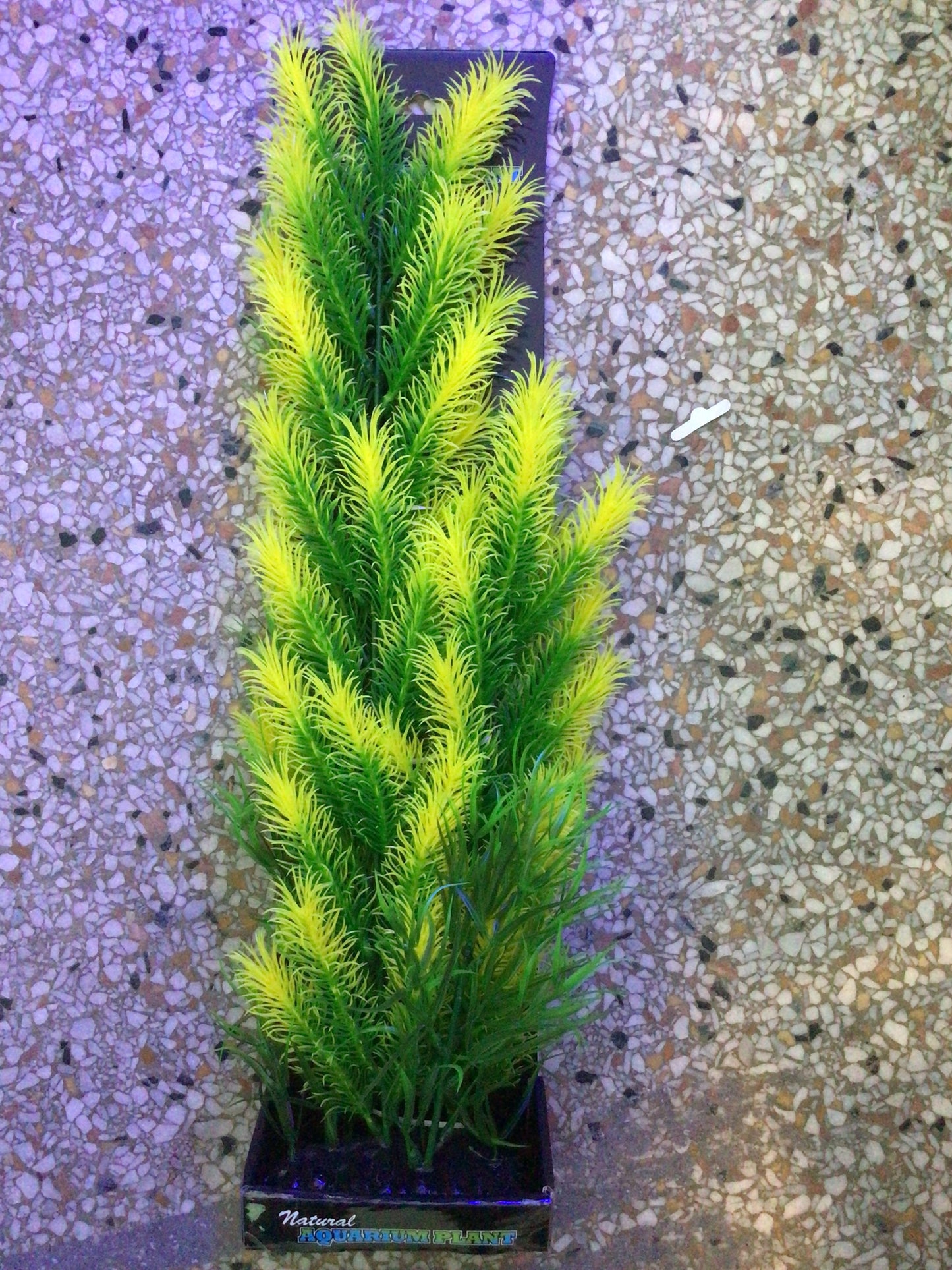 Morning sun fern xl