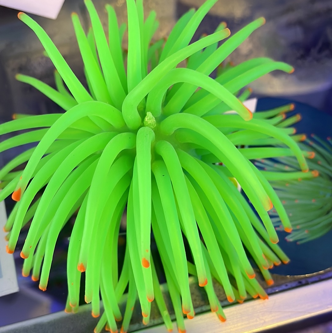 Glow Fish Anemone Green