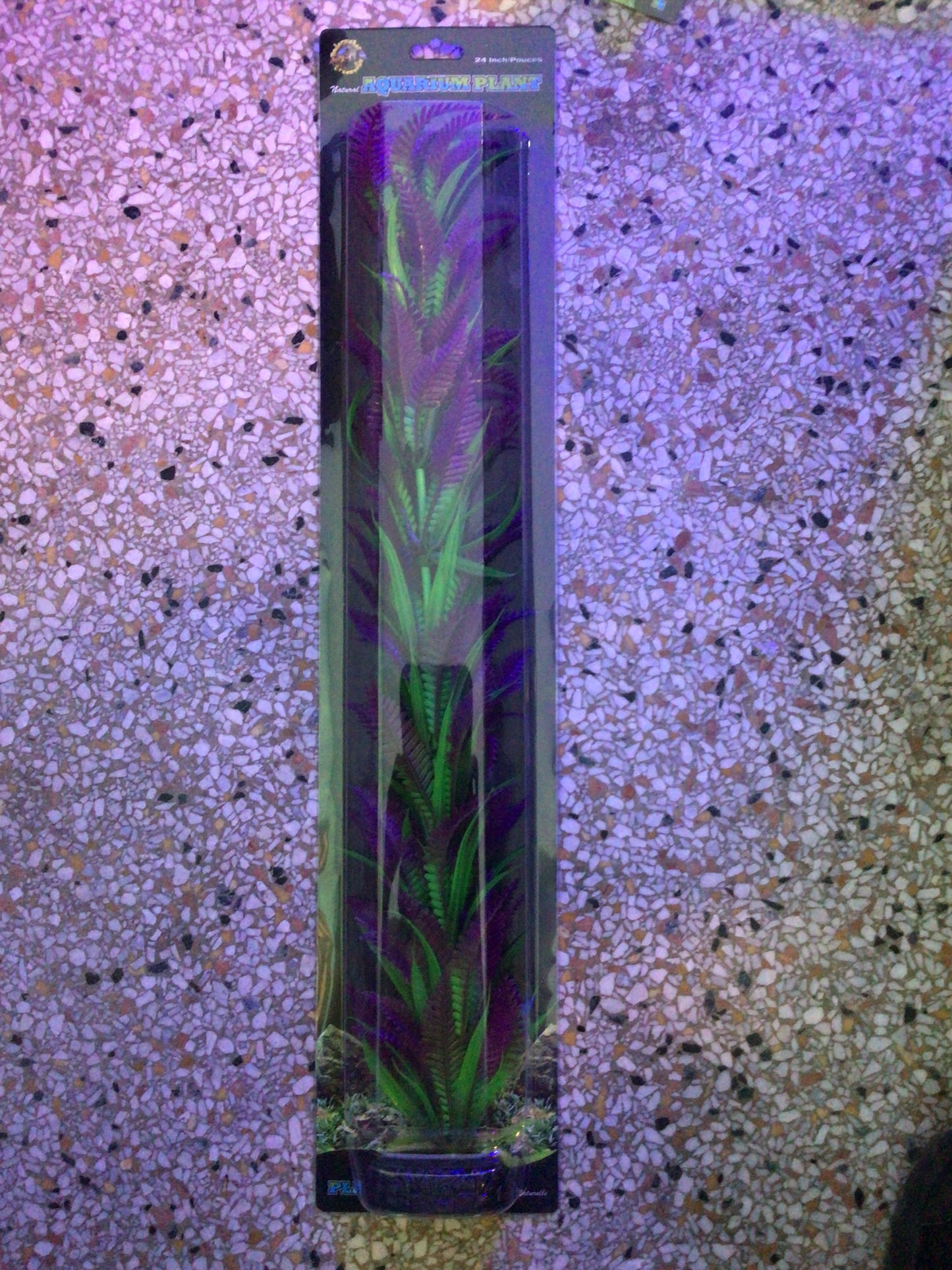 Lonely Heart Fern 24”