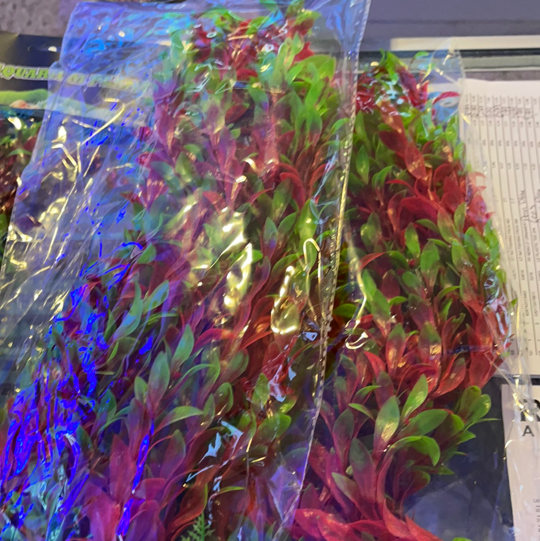 Red Ludwigia 20”