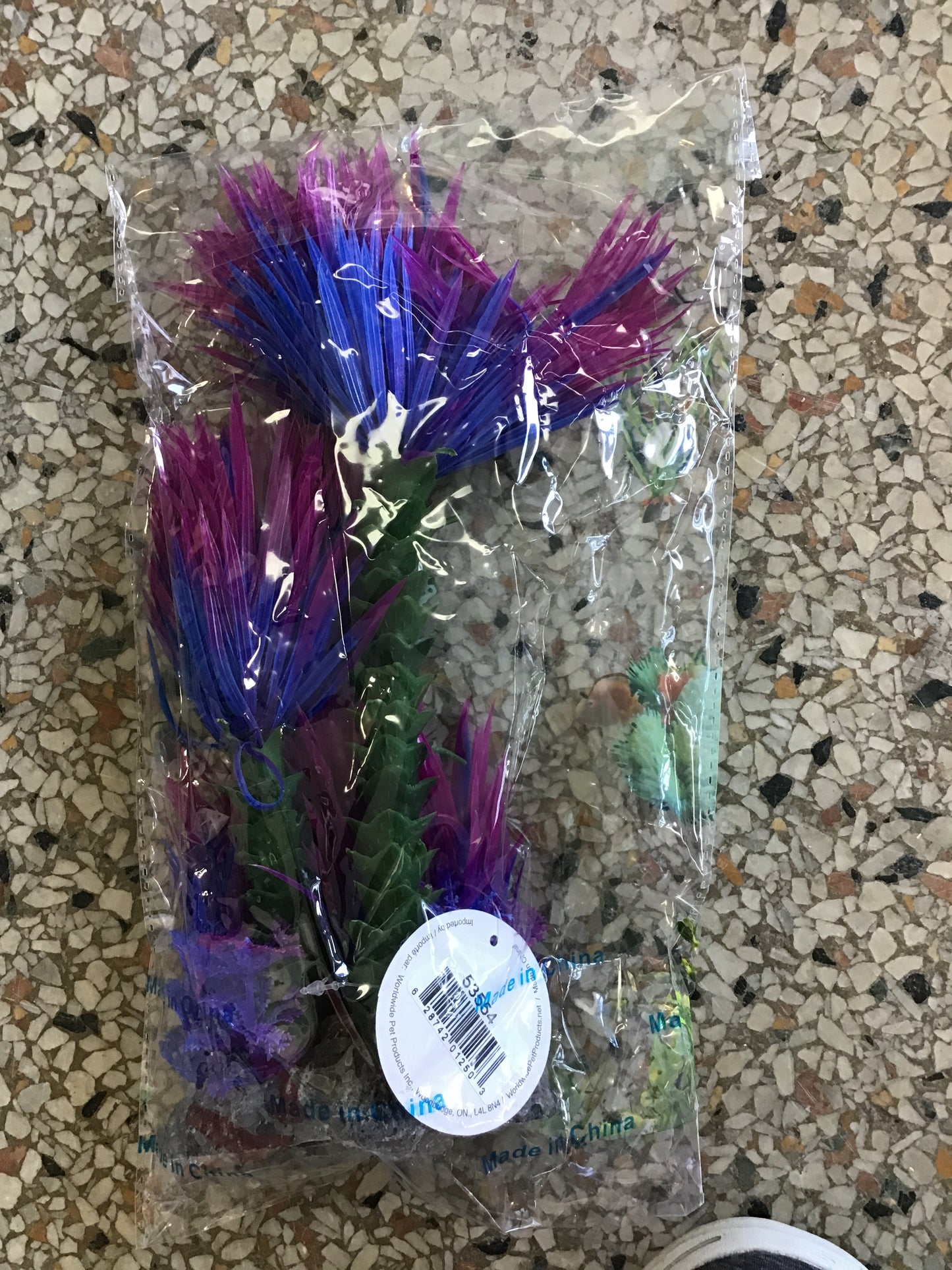 Purple water plum
