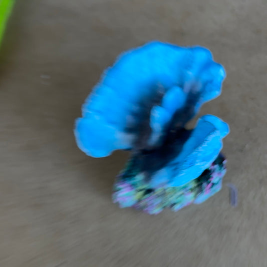 Underwater Treasures Acro coral Blue sm