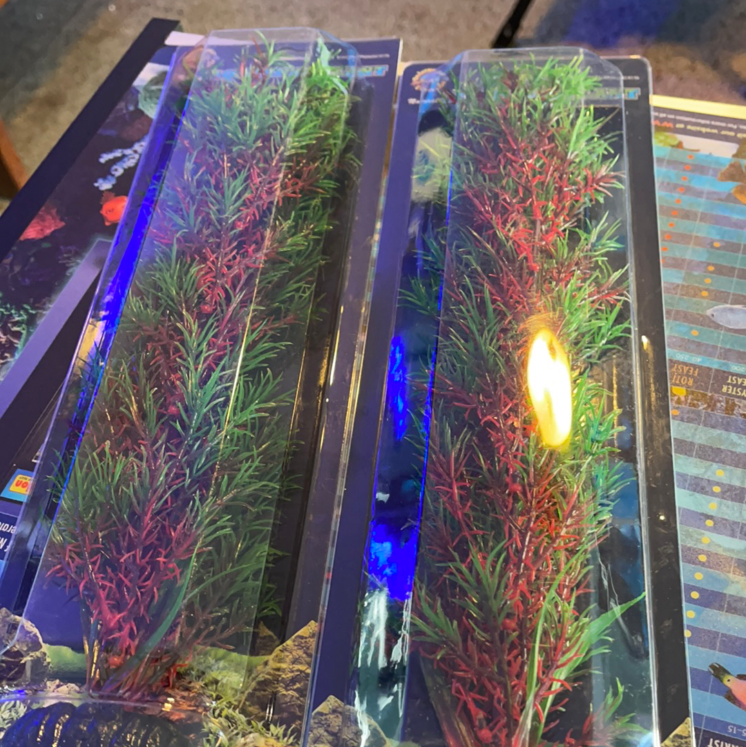 Red/Green Springeri 16”