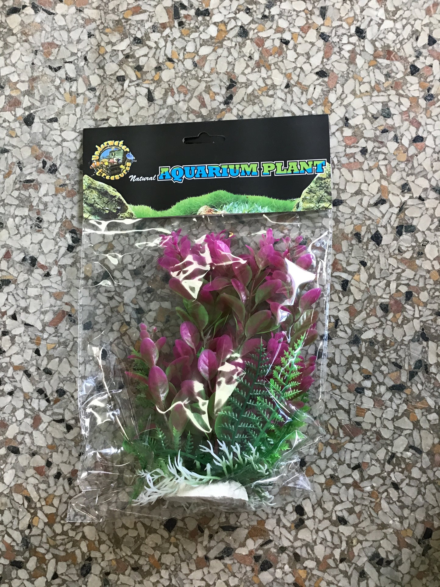 Pink ludwigia