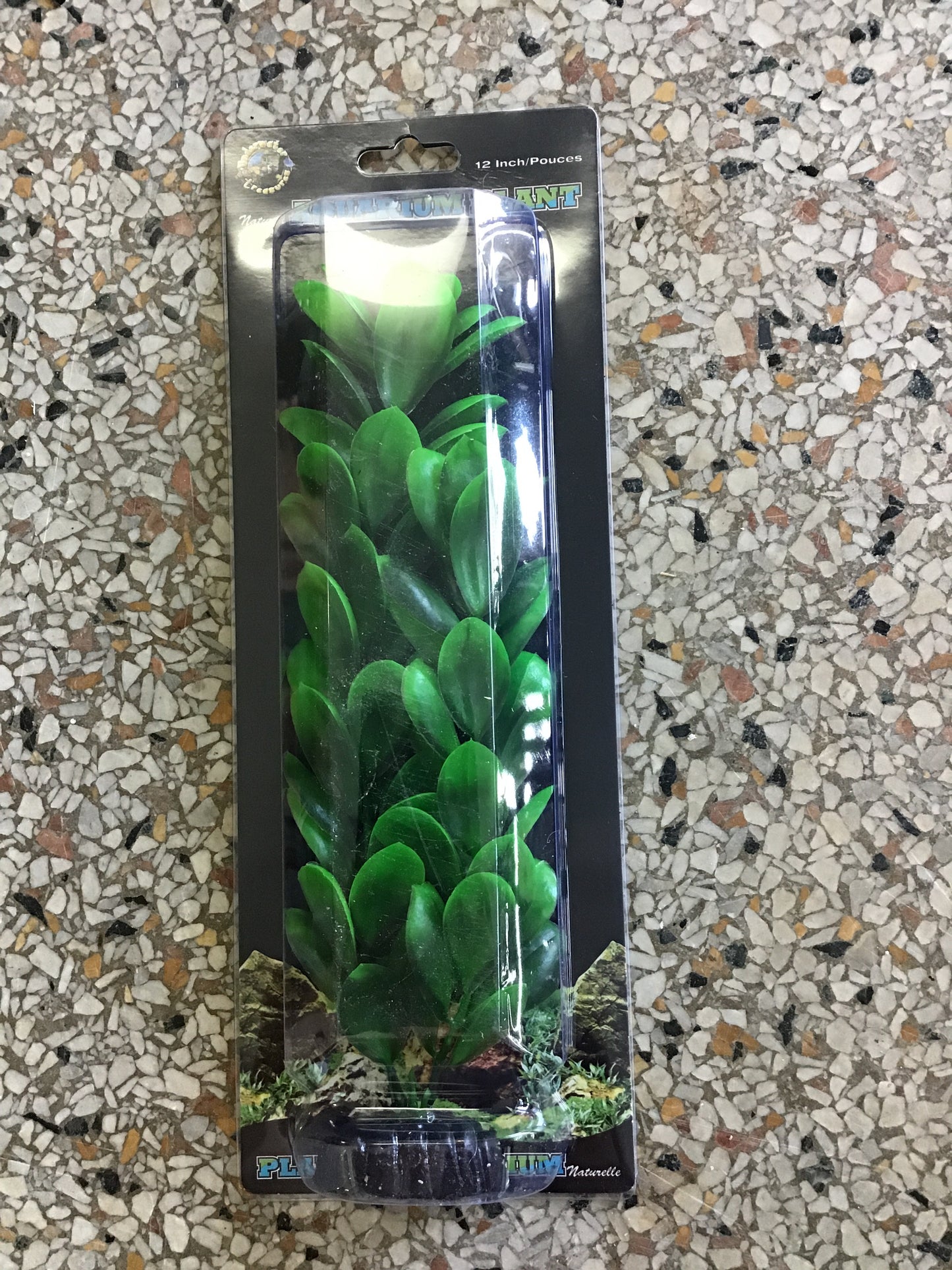 Green Bacopa 12”