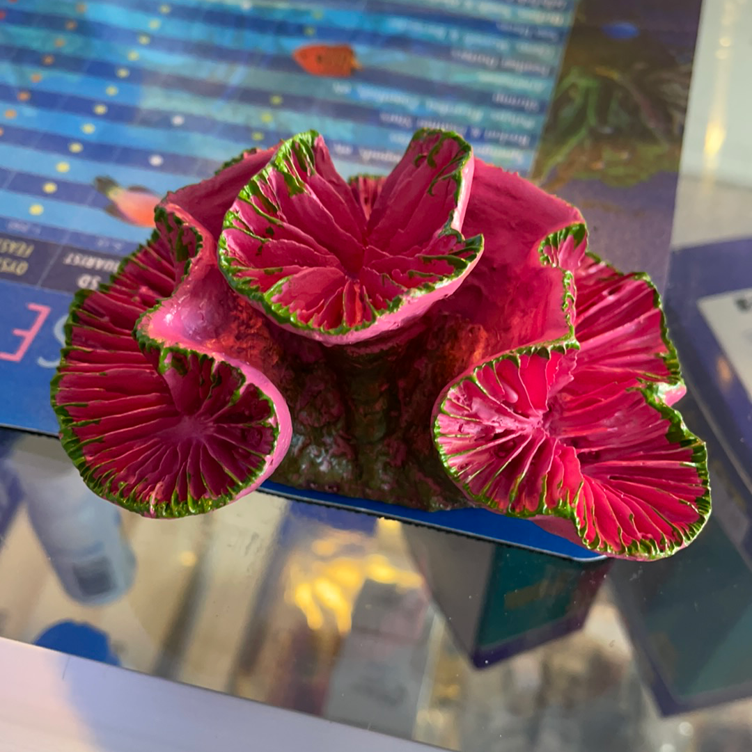 Pink Open Brain Coral