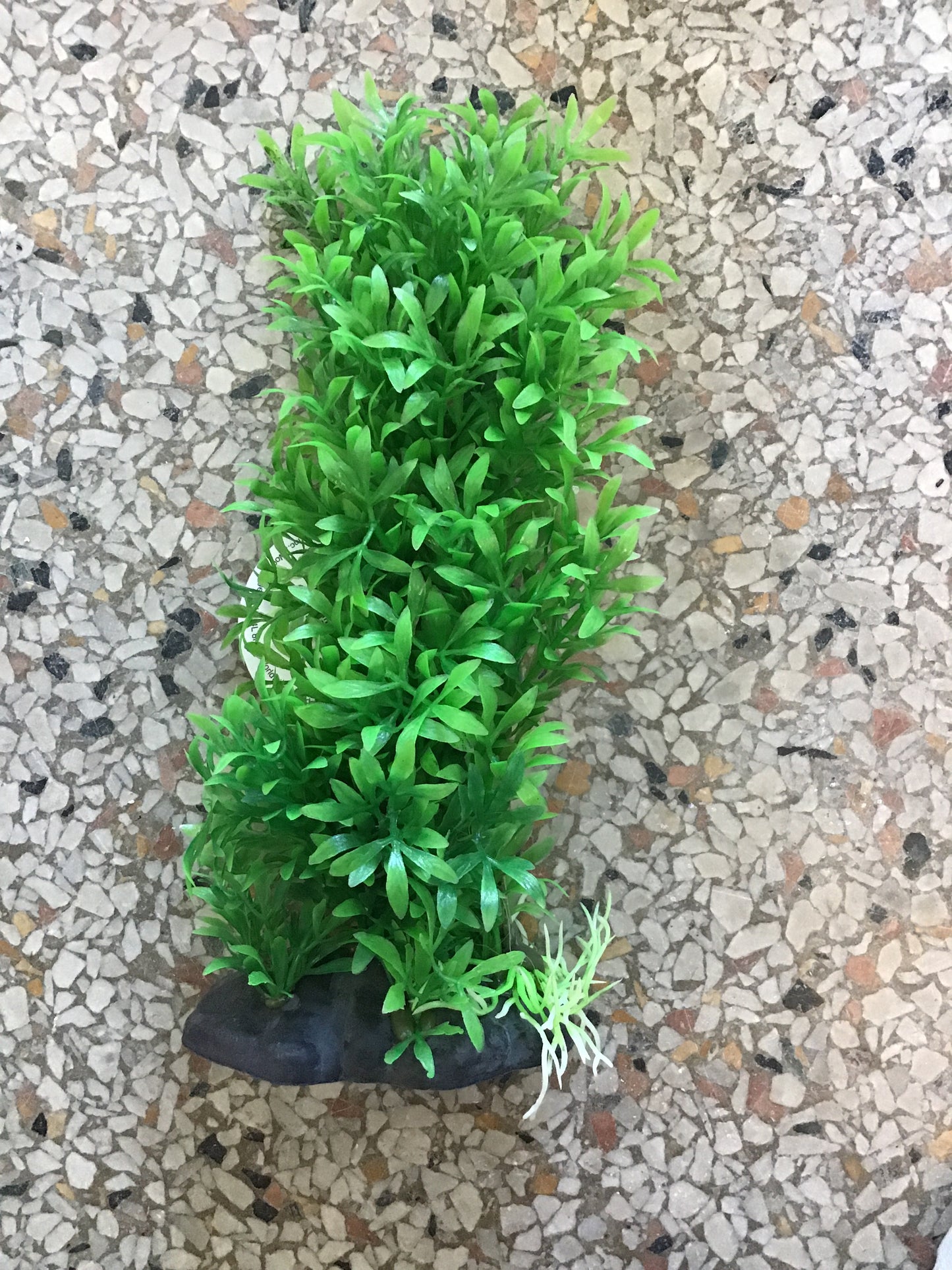 Green Bush 7”