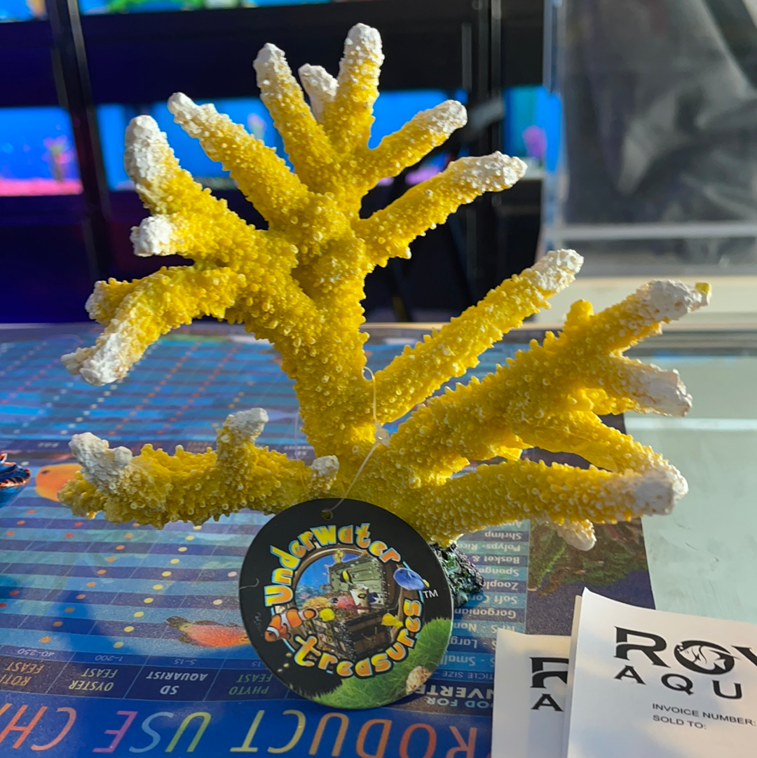 Branch Sun Coral