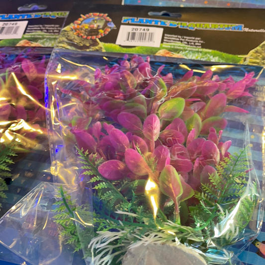 Pink Ludwigia 6”