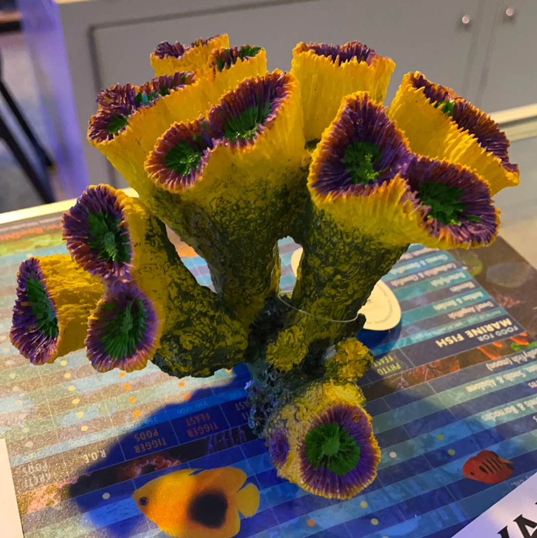 Sun Torch Coral Medium