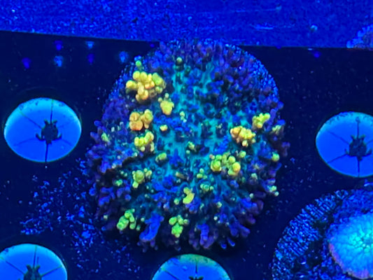 Magic carpet mushroom WYSIWG