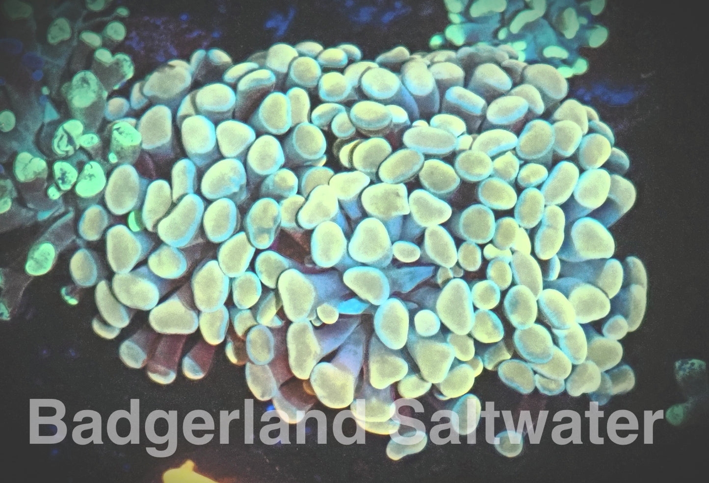 Orange Hammer Coral