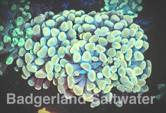Orange Hammer Coral