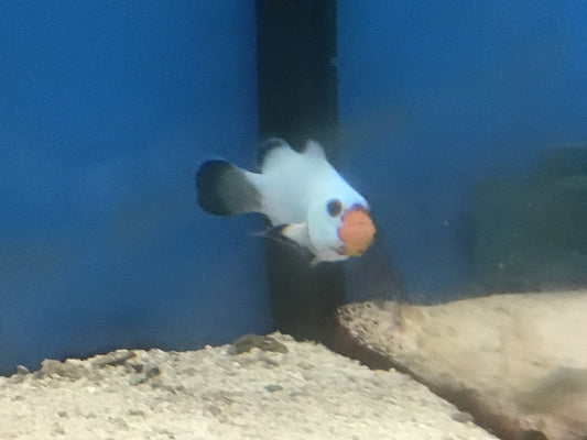 Wyoming white clownfish