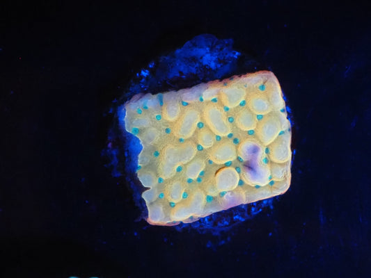 WWC KUNG PAO MONTIPORA