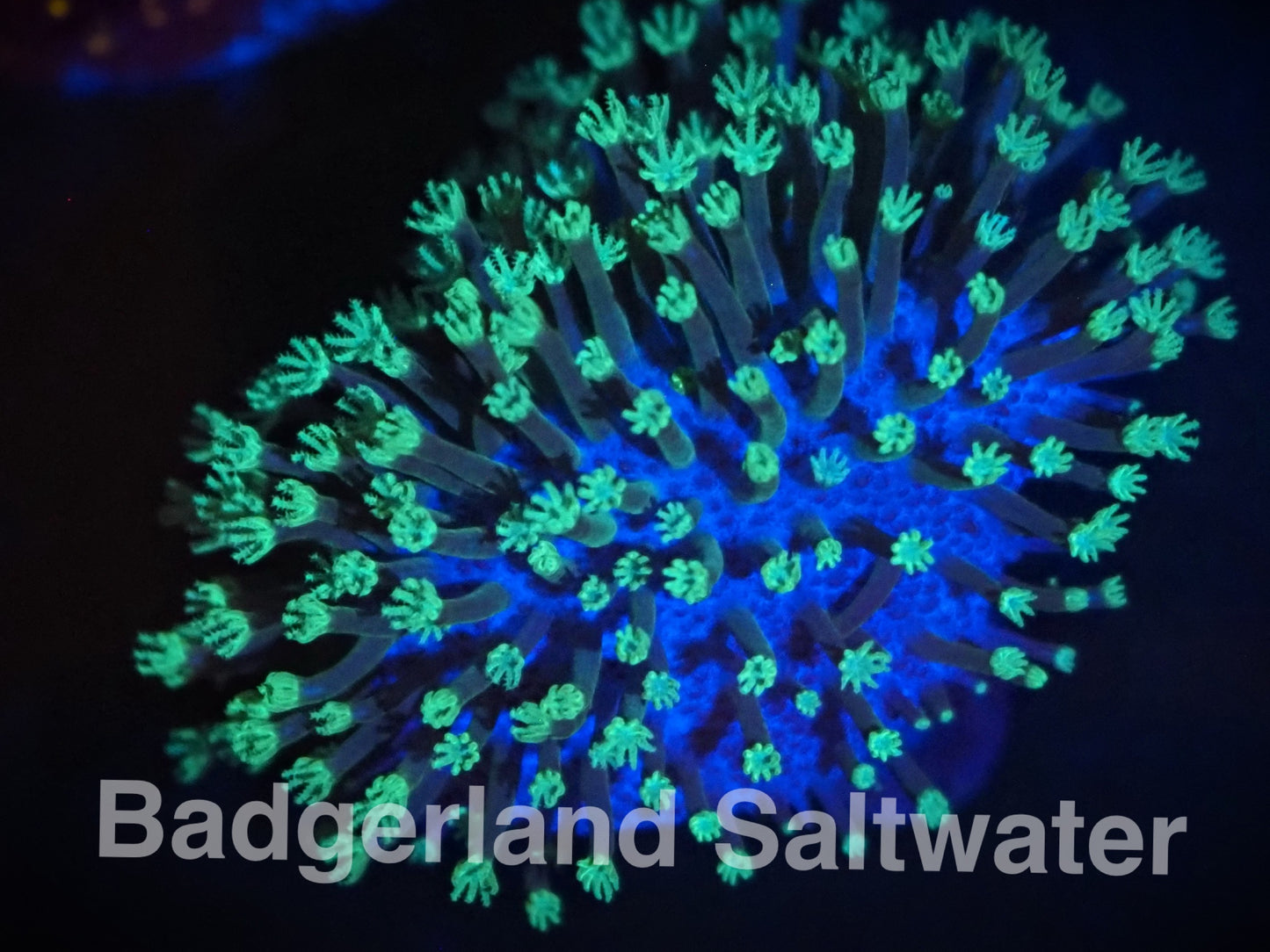 Neon Green Toadstool Leather