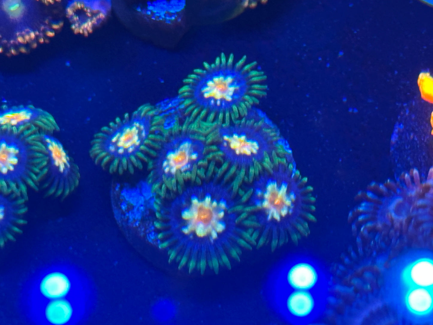 JF Stargazers/Dasiy cutter Zoanthid WYSIWG