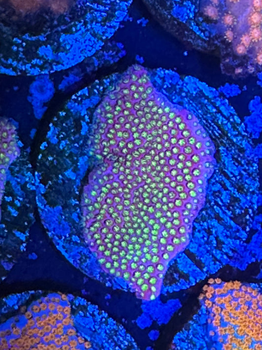 AC Looney tunes stylocoeniella WYSIWG