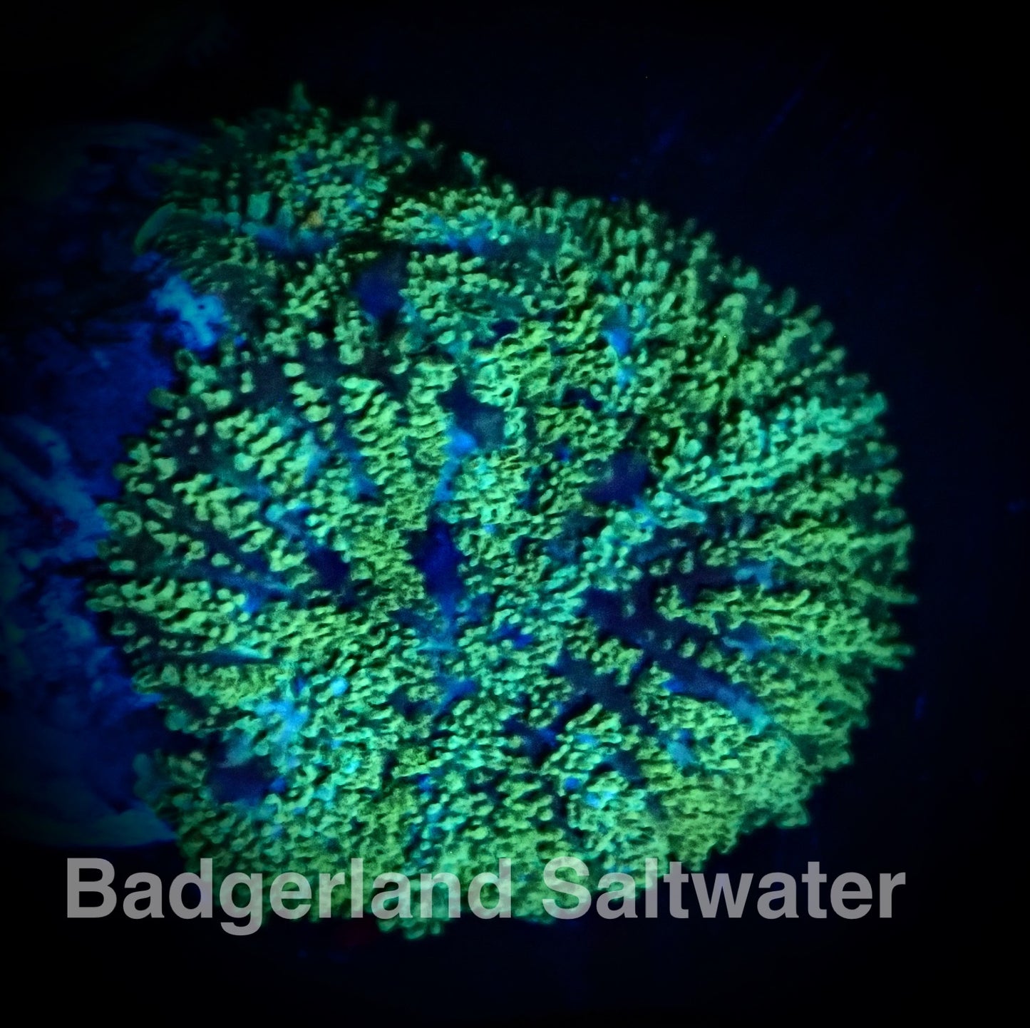 Green Rhodactis Mushroom Coral