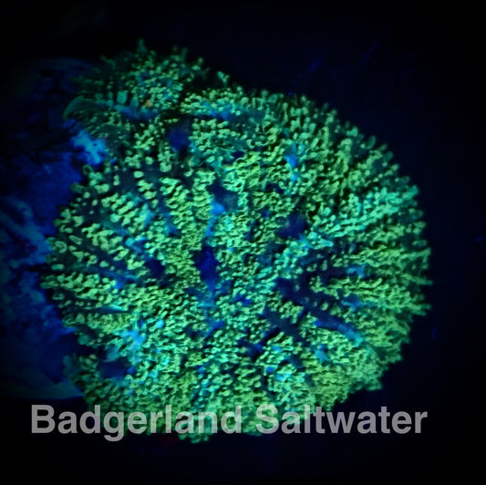 Green Rhodactis Mushroom Coral