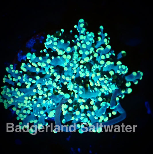 Yellow Yaeyamaensis Coral "Frogspawn"