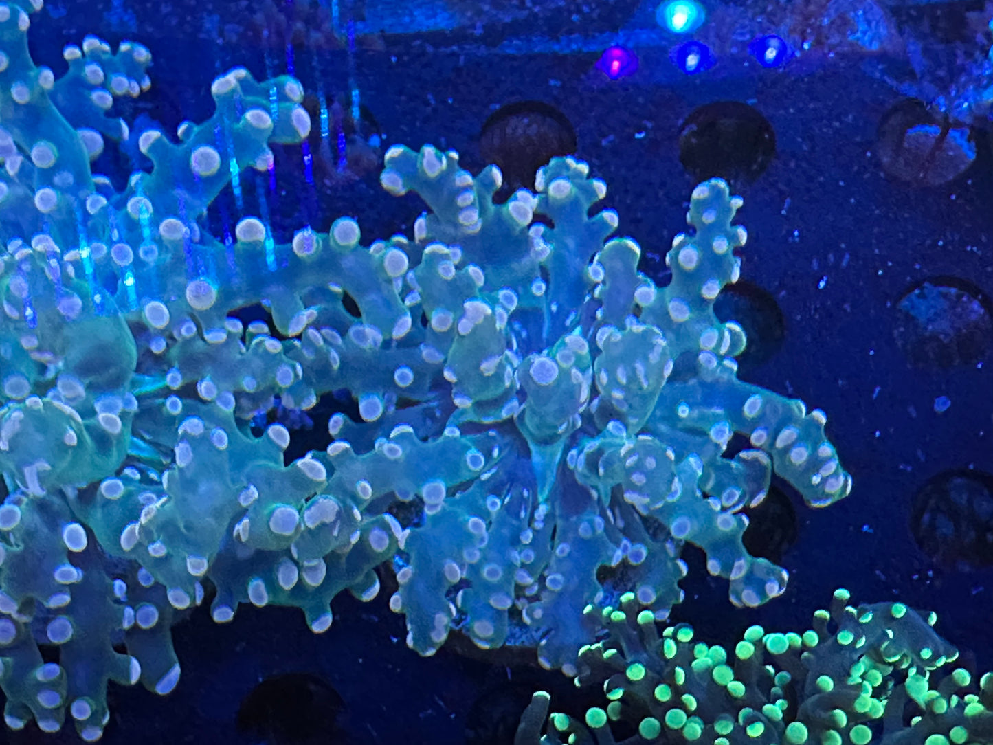 Pink Frogspawn WYSIWG