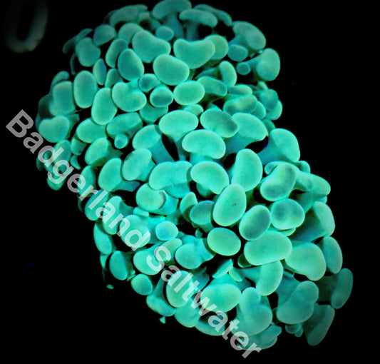 Pastel Hammer Coral