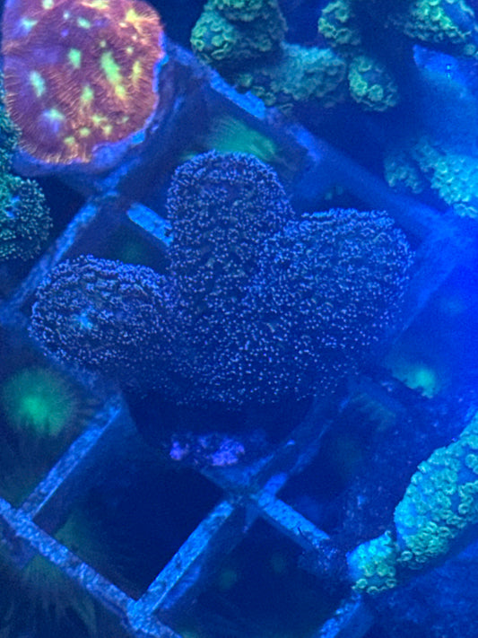 Purple Pocillopora