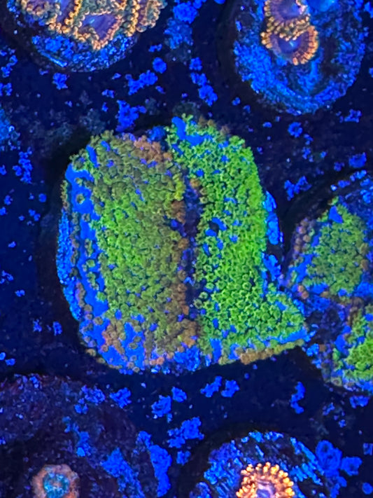 Rainbow montipora WYSIWG