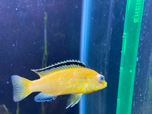 Afr yellow lab cichlid