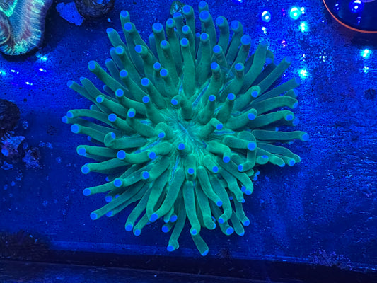 Green with Blue tip long tentacle plate WYSIWG