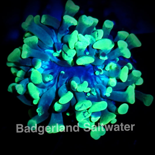 Green Hammer Coral