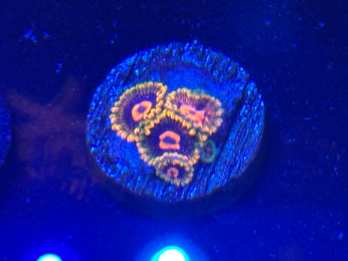 Jedi Mind tricks Zoanthid WYSIWG