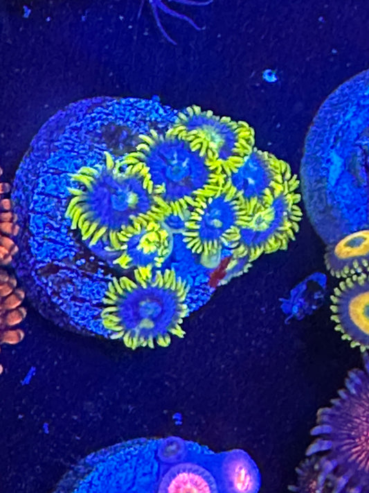 Aquaman Zoanthids WYSIWG