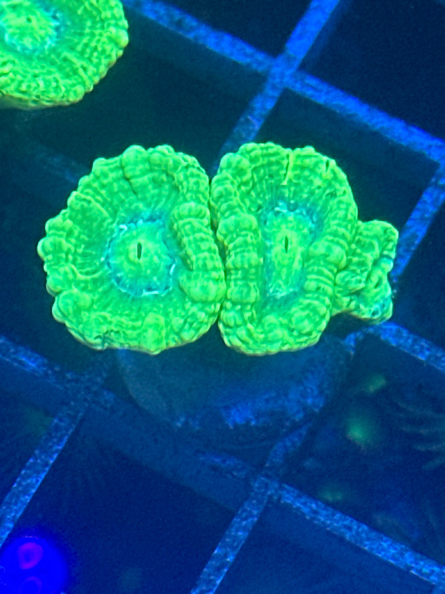 Kryptonite trumpet coral