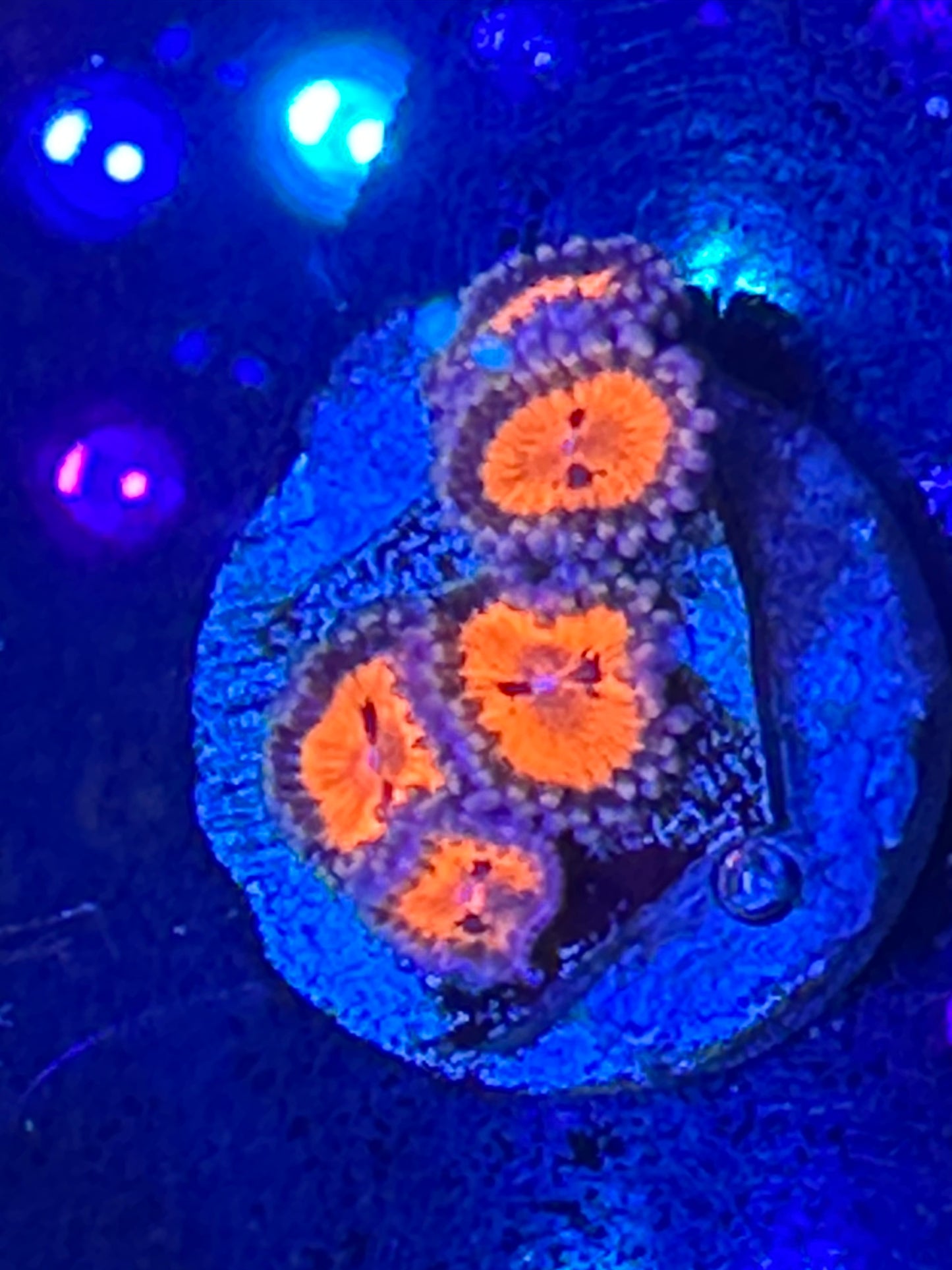 Bow tie blaster Zoanthid WYSIWG