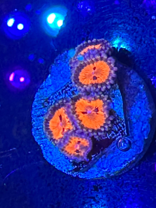 Bow tie blaster Zoanthid WYSIWG