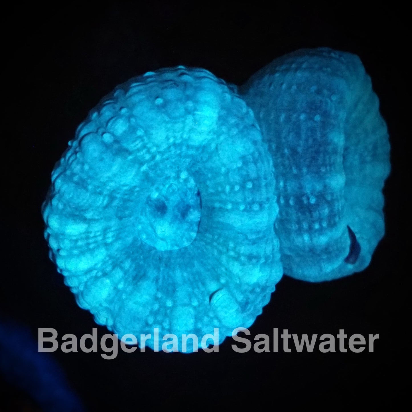 Pastel Blue Trumpet Coral