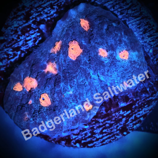 Blue with Pink Eyes Chalice