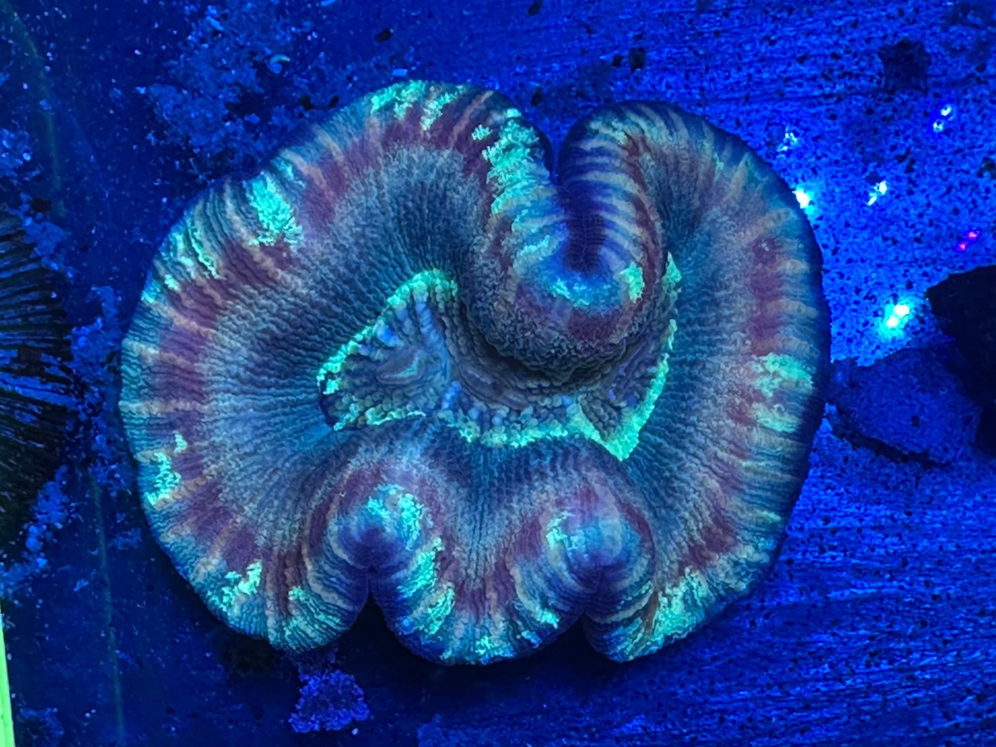 Multicolor Welso WYSIWG