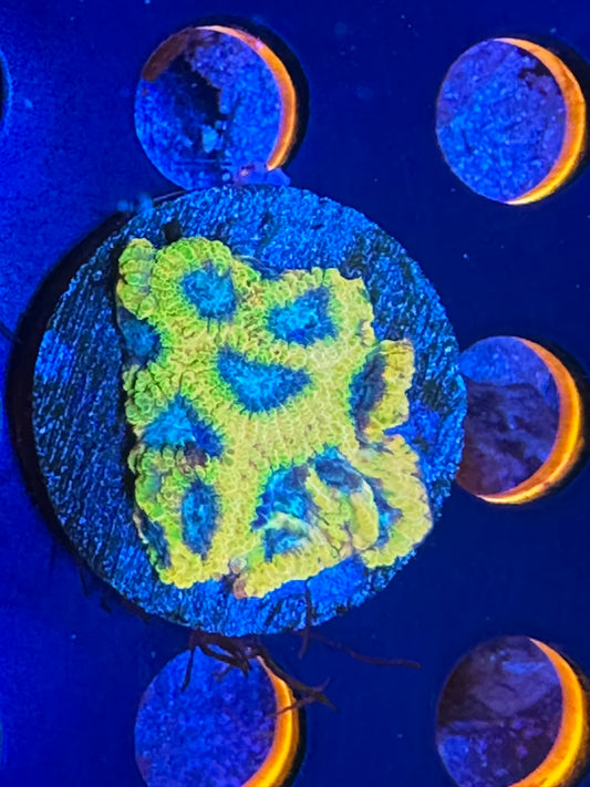 Yellow submarine Favia WYSIWG