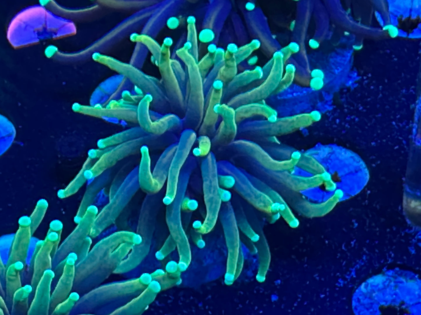 Dragon soul torch WYSIWG