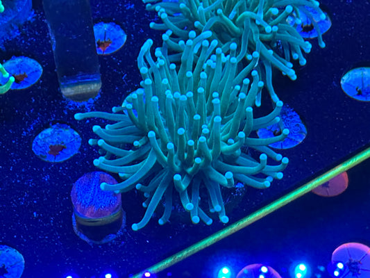 Green with Green tip torch WYSIWG