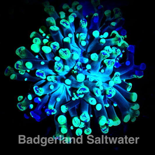 Splatter Hammer Coral WYSIWYG