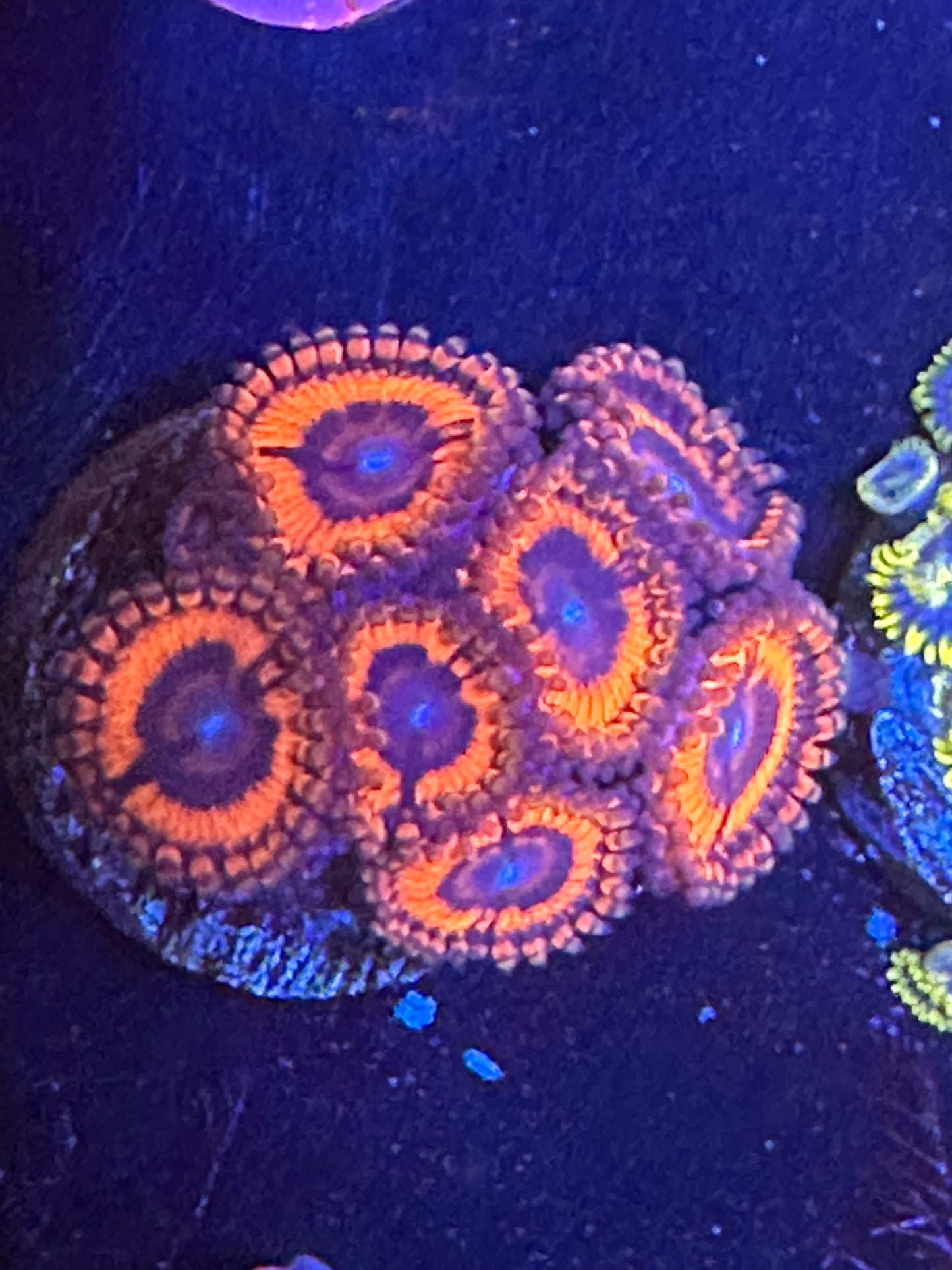 Unnamed Red with blue mouth Zoanthids WYSIWG